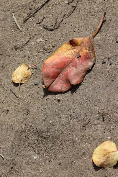 Красочный Осенний Лист Земле — стоковое фото