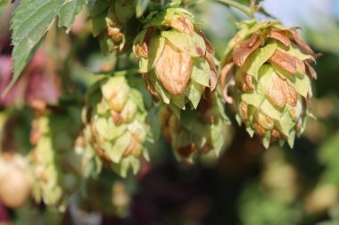 hop konilerinin arkaplanı