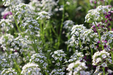 Bahçedeki beyaz ve menekşe çiçeklerini kapat.