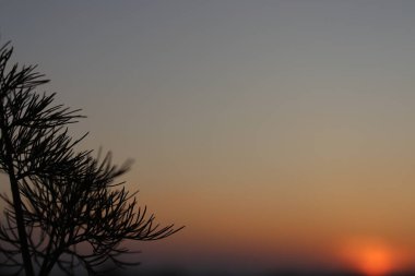 Gün batımlı bir ağacın silueti