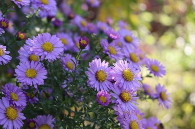 Bahçede mor çiçekler