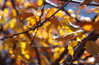 Parkta sonbahar yaprakları