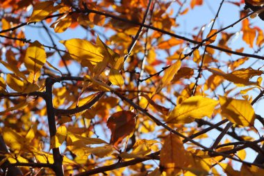Güzel botanik fotoğrafı, doğal duvar kağıdı.