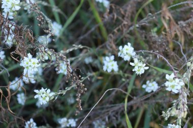 nötr çiçek duvar kağıdı arkaplanı