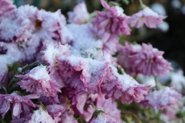 Bahçedeki pembe kar çiçeği. kış arkaplanı.