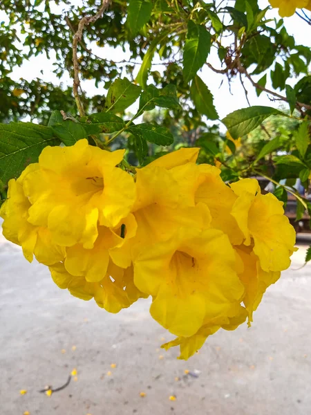 Μια Ομάδα Από Κίτρινα Λουλούδια Στο Πάρκο — Φωτογραφία Αρχείου