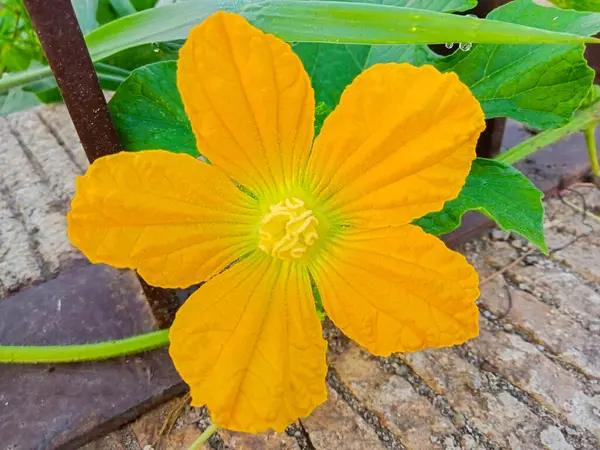 Μεγέθυνση Του Ένα Κίτρινο Λουλούδι — Φωτογραφία Αρχείου