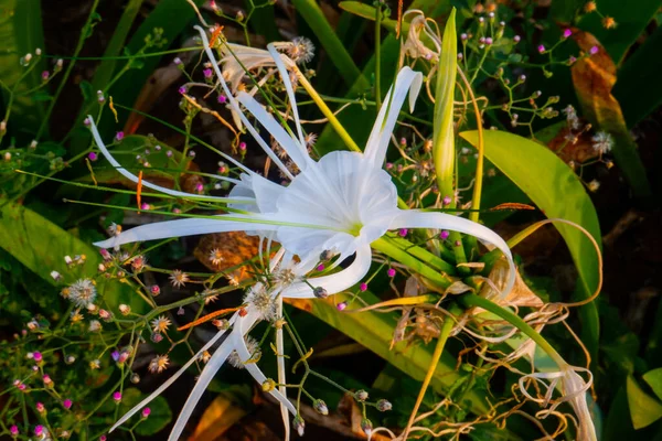 Gyönyörű Fehér Virág Parkban — Stock Fotó