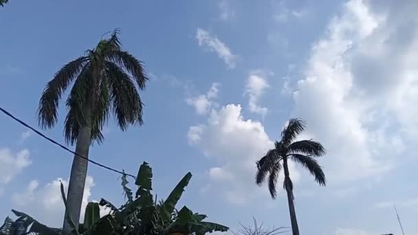 Cocoteros Plátanos Sus Hojas Moviéndose Viento Aisladas Sobre Fondo Azul — Vídeo de stock