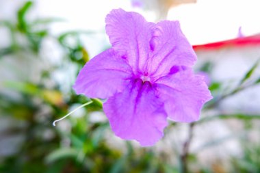 Tek bir mor çiçek açar yakından