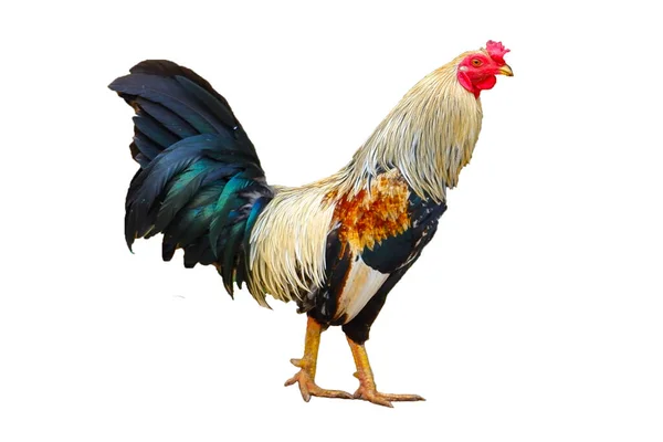 Ayam Jantan Dengan Jangkauan Bebas Berwarna Diisolasi Latar Belakang Putih — Stok Foto