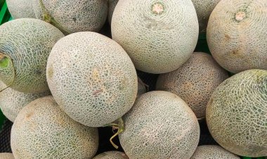 Beyaz karpuz grubunu kapatın. Taze toplanmış beyaz karpuzlar. Bir grup taze kavun meyvesi..