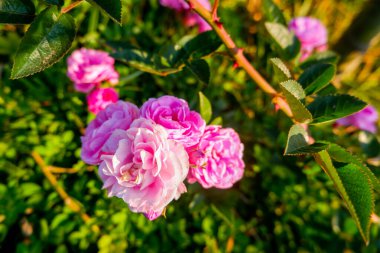 Pembe gül çiçeği yalıtılmış gül yaprağı bulanık arkaplan