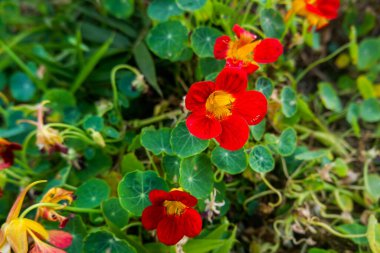 Yakın plan Red Nasturtium (Tropaeolum), Dieng 'de yaz mevsiminde açan çiçeklerin birçok faydası vardır.