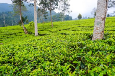 Tambi Wonosobo 'da bulanık önplanlı çay bahçeleri..