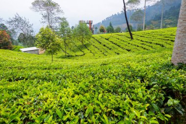 Tambi Wonosobo 'da bulanık önplanlı çay bahçeleri..
