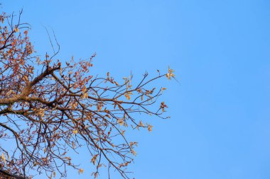 Mavi gökyüzü arka planında kuru yapraklar ve dallar