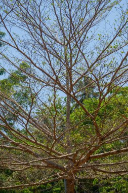 Dalları ve küçük yaprakları olan bir ağaç.