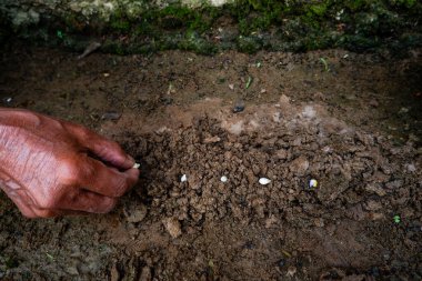 Portakal tohumu ekiyorum.