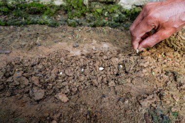 Portakal tohumu ekiyorum.