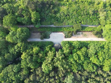 Sabahları ormanın havadan görünüşü