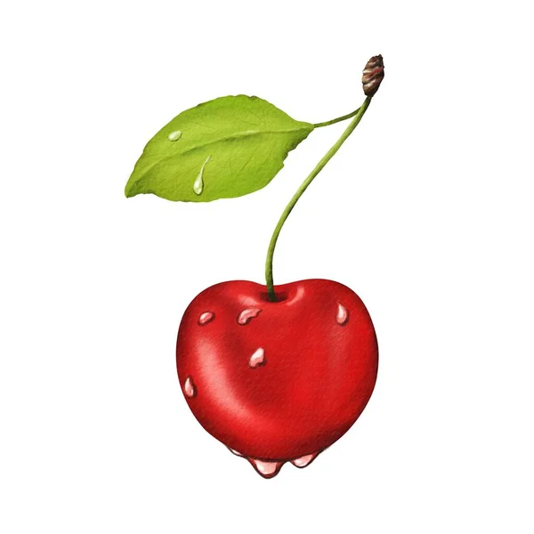 甜而甜的成熟樱桃 带有茎和叶子 多汁的夏天浆果 有晨露滴 理想的果汁 柠檬水口香糖指纹 水彩画孤立插图 — 图库照片