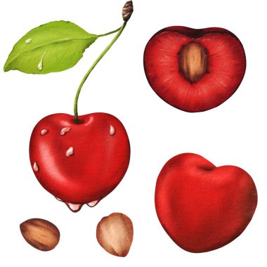 Tohumlu ve yapraklı, sulu, lezzetli kirazlar. Sabah çiğ taneleriyle sulu yaz meyveleri. Meyve suyu, reçel, turta, kek, limonata ve sakız baskısı için ideal. Suluboya izole edilmiş resim.