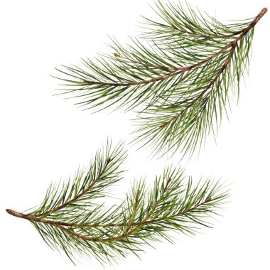 Çam dalının suluboya resmi izole edilmiş. Yeşil doğal orman noel ağacı. İğne dalları yeşillik el çizimi. köknar dallı bayram dekoru. 2024 Yeni Yıl Kutlaması Dekorasyonu