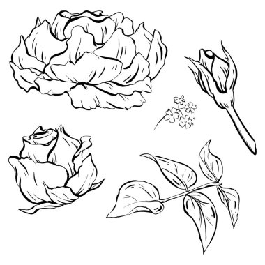 Mürekkep: Gül çiçekleri, tomurcuklar, çiçekler ve açan yapraklar. Gül yaprakları ve orman papatyaları. Uyumlu ve çok yönlü bir dizayndaki çiçek elementlerinin güzelliği. Vektör illüstrasyonu EPS 10.