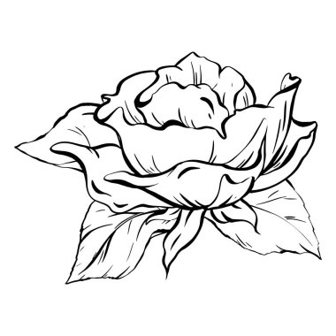 Mürekkep: Süslü ve minimalist kompozisyon, gül çiçeği ve yapraklarla. Taze, açık bir çiçek, kutlamalar için zarif bir süs. El yapımı yaka çiçeği. EPS 10 'da vektör illüstrasyonu.