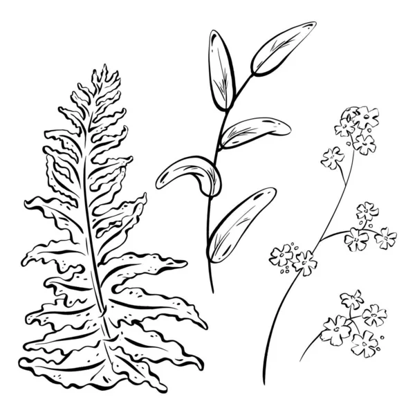 野花的集合 手工绘制的野花和花蕾 以及森林草本植物的枝条 药用植物和装饰叶面 单色风格 病媒说明 Eps — 图库矢量图片