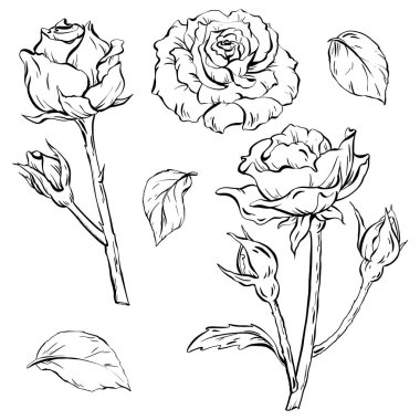 Zarif el yapımı güller, çiçekleri, tomurcukları ve yaprakları var. Dövme sanatı, davetiyeler ve kartlar için mükemmel. EPS 10 'daki bu şık vektör illüstrasyonu kutlamalara zarif bir dokunuş ekler