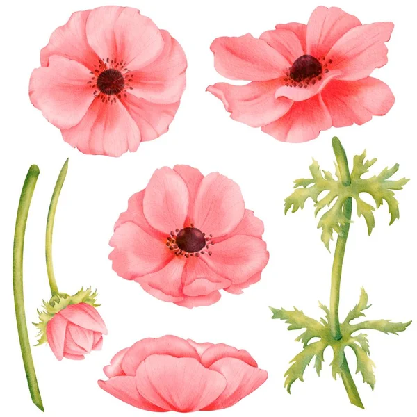 Watercolor Flower Assortment Pink Anemone Construction Kit Blossoms Bud Stems — Stock Photo, Image