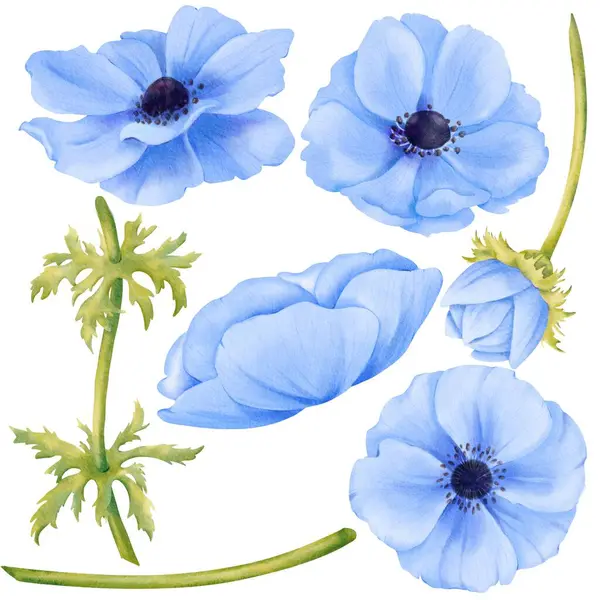 Aquarell Blumenset Vorhanden Blaue Anemone Mit Blühenden Blüten Knospen Stängeln — Stockfoto
