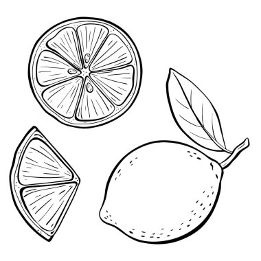 Limon ve limonların canlı ve taze cazibelerini gösteren kapsamlı ve ayrıntılı bir çizimi. Vektör çizimi çizimi. 