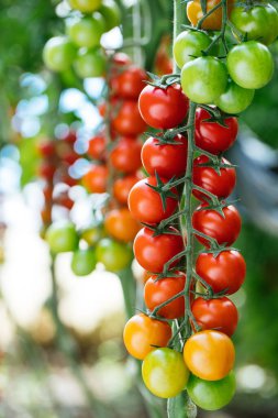 Domates Sahası - İtalyan Yemekleri