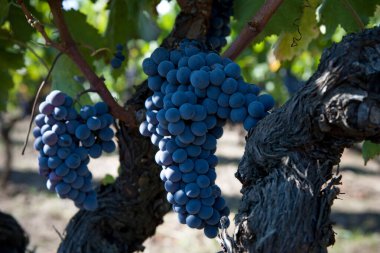 Nerello Mascalese 'nin kırmızı üzümleri çiftlikte