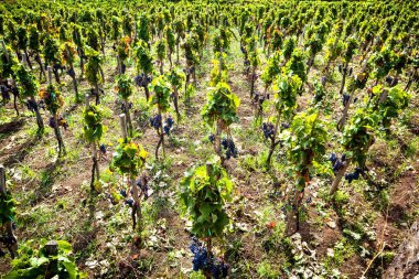 Etna Dağı 'ndaki Vine Rows İtalyan üzüm bağı Sicilya 