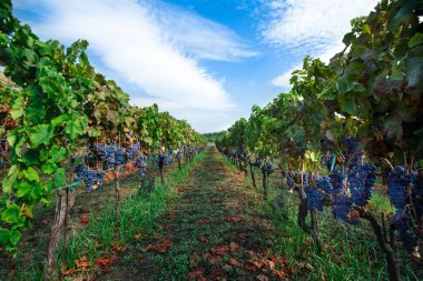 Etna volkan çiftliğindeki Nerello Mascalese 'nin kırmızı üzümleri 