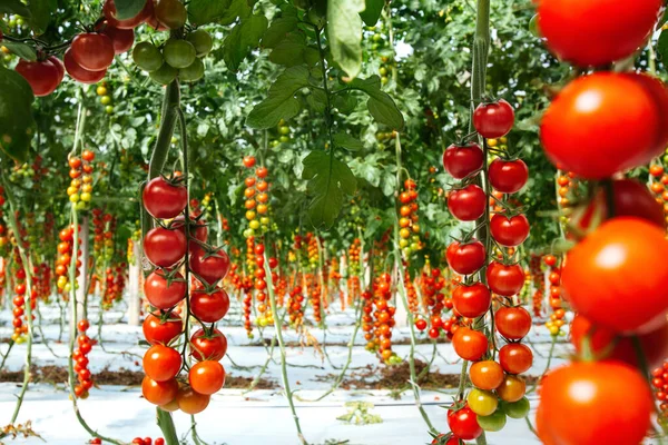 Campo Tomate Comida Italiana — Fotografia de Stock