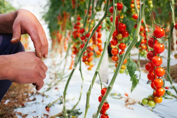 Pole Pomidorów Włoska Żywność — Zdjęcie stockowe