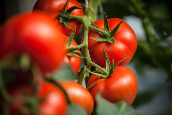 Tomato Field - Italian Food