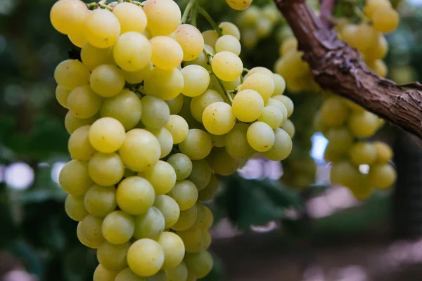 Yellow Grapes Close Italian Vineyard Sicily — Stock Photo, Image