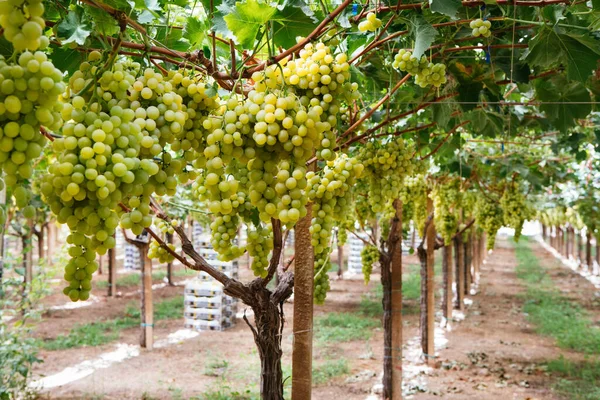 Rows Yellow Grape Vines Leaves Italian Vineyard Sicily — Stock Photo, Image