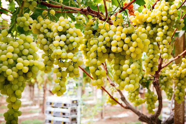 Uvas Amarillas Cerca Viña Italiana Sicilia — Foto de Stock