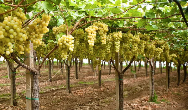 Wiersze Żółtych Winorośli Liśćmi Włoskiej Winnicy Sycylia — Zdjęcie stockowe