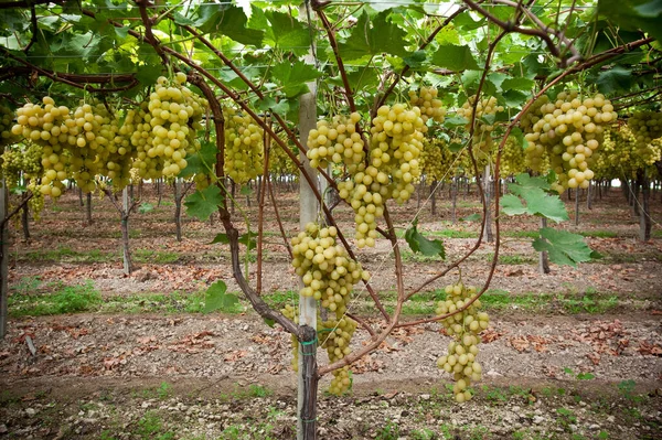 Rangées Vignes Jaunes Avec Feuilles Vignoble Italien Sicile — Photo