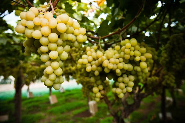 Rows Yellow Grape Vines Leaves Italian Vineyard Sicily — Stock Photo, Image