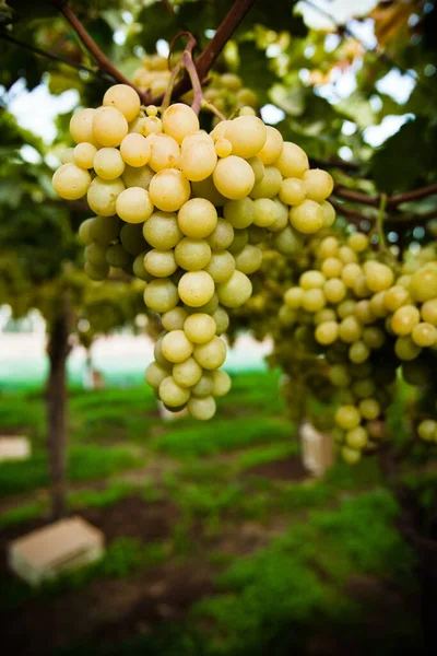 Wiersze Żółtych Winorośli Liśćmi Włoskiej Winnicy Sycylia — Zdjęcie stockowe