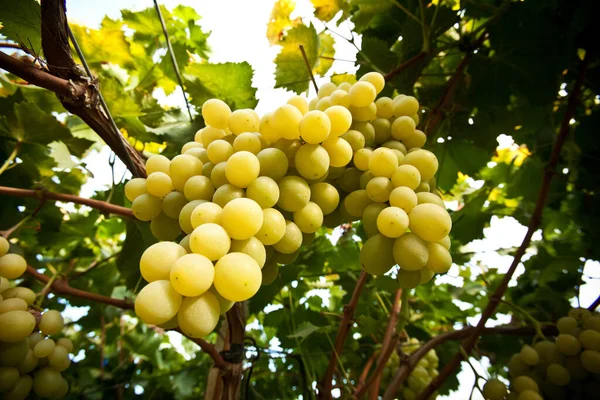 Reihen Von Gelben Weinreben Mit Blättern Italienischer Weinberg Sizilien — Stockfoto